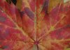 DSC_0116a.jpg