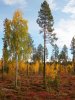 herbstDSCN7299.jpg