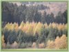 gestreifter Herbst.jpg