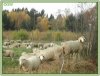 Pfennigsucher im Herbstwald.jpg