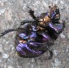 Geotrupes.spiniger4.jpg