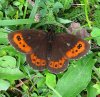 erebia.ligea4.jpg