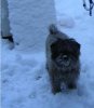 Mein Hund im Schnee.JPG