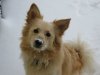 3_Snowdog.jpg