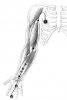 perikard.jpg perikard.jpg