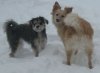 Snowdogs2.jpg