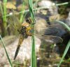 libellula.4maculata4.jpg