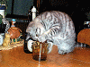 Bierglas-Katze.gif