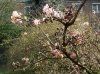 FrÃ¼hling 2009 001 600X449.jpg