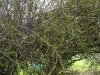 FrÃ¼hling 2009 004 600X450.jpg