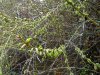 FrÃ¼hling 2009 005 600X450.jpg