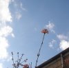 FrÃ¼hling 2009 006 600X598.jpg