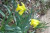 FrÃ¼hling 2009 009 400X600.jpg