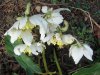 FrÃ¼hling 2009 010 600X450.jpg