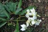 FrÃ¼hling 2009 011 400X600.jpg
