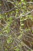 FrÃ¼hling 2009 002 400X600.jpg