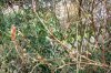 FrÃ¼hling 2009 006 600X399.jpg