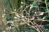 FrÃ¼hling 2009 008 600X399.jpg