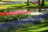 Keukenhof 012.jpg