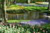 Keukenhof 013.jpg
