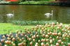 Keukenhof 014.jpg