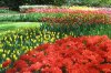 Keukenhof 015.jpg