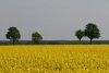 Rapsfeld 029 600X404.jpg