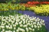 Keukenhof 009.jpg