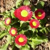 Bellis 007.jpg