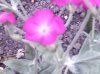 BlÃ¼ten-28.jpg