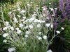lychnis_coronaria_alba_200x150.jpg