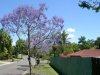 Jacarandabaum10220003.jpg