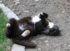 Katze Willi.jpg