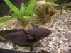 Axolotl.jpg
