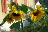 026 Sonnenblumen 450X299.jpg