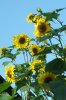 027 Sonnenblumen 300X450.jpg