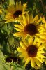 028 Sonnenblumen 300X450.jpg