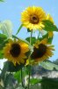 029 Sonnenblumen 300X450.jpg