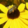 038 Bienen 450X450.jpg