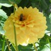 040 Bienen 450X450.jpg