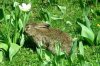 003 Geborgenheit im Schatten einer fast verblÃ¼hten Tulpe.jpg