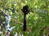 Lemur geborgen zwischen Blaettern.jpg.jpg Lemur geborgen zwischen Blaettern.jpg.jpg