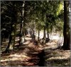 Waldweg.jpg