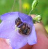 Wildbiene beim Nickerchen.jpg