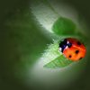 tiergratuliert38877.jpg