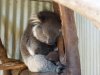 KoalamitBabyP1020303.JPG
