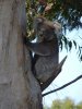 KoalaP1020333.JPG