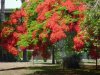 GrastreeunterPoinciana.JPG