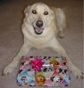 birthday-dog_408.jpg