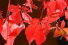 herbst2.jpg